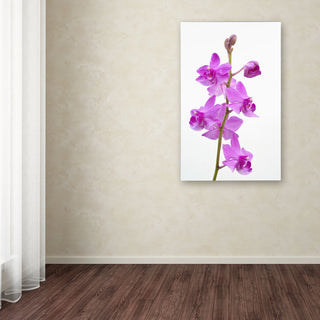 'Purple Orchids' Canvas Art by Kurt Shaffer