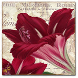 Color Bakery 'Amaryllis ' Canvas Art, 18"x18"