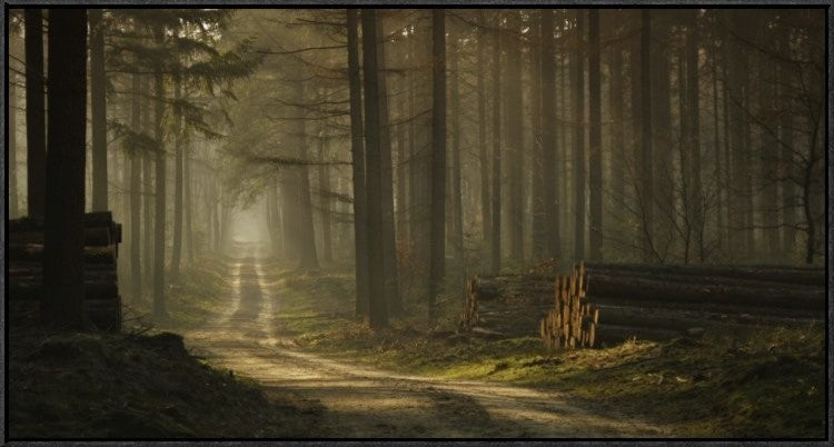 "A Forest Walk" Framed Canvas Giclee by Jan Paul Kraaij, 37x19"