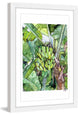 "Banana Tree" Framed Print by Rachel Byler