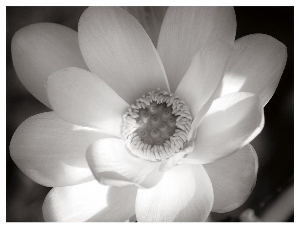 "Lotus Flower V" Digital Paper Print by Debra Van Swearingen, 18"x14"
