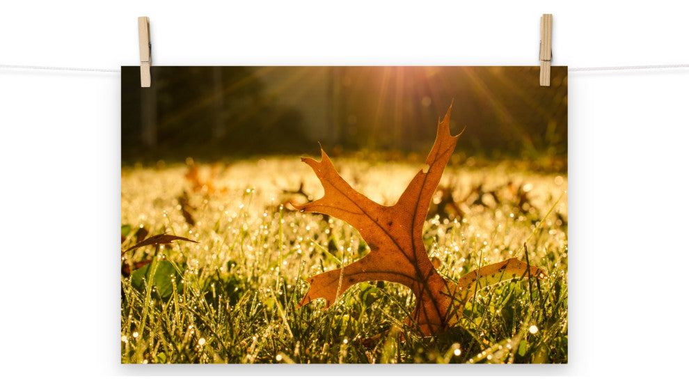 Fall Leaf in Morning Sun - Autumn Nature Photograph Unframed Wall Art Print, 12" X 18"