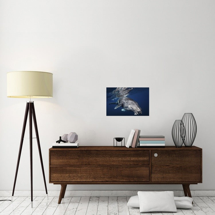 "Humpback Whale" Stretched Canvas Giclee by Barathieu Gabriel, 24"x16"