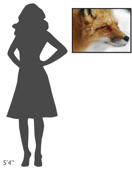 "Red Fox" Framed Canvas Giclee by Alain Turgeon, 25x19"