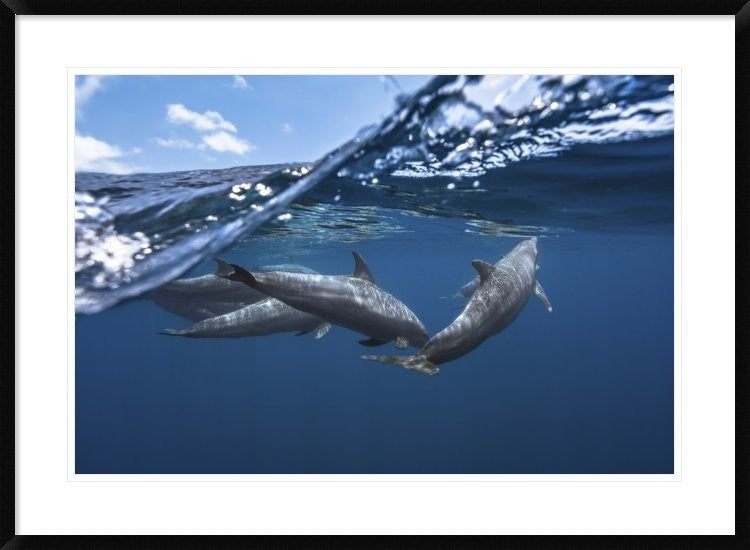 "Dolphins" Framed Digital Print by Barathieu Gabriel, 38"x28"