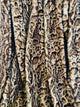 Jungle Cat Faux Fur Luxury Throw