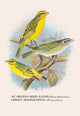 St. Helena Seed - Eater; Green Singing - Finch - Fine Art Giclee Print 24" x 36"