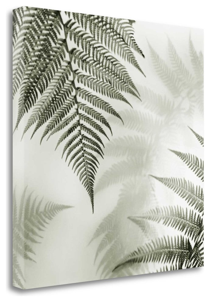 "Ferns No. 1" By Alan Blaustein, Giclee Print on Gallery Wrap Canvas
