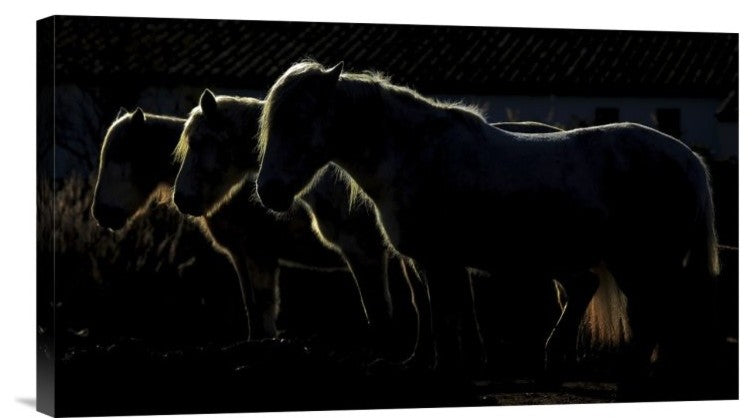 "Triplets" Stretched Canvas Giclee by Michel Romaggi, 22"x13"