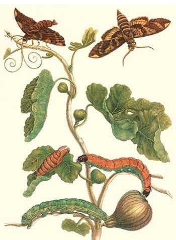 Fig Tree with Fig Sphinx- Canvas Poster 20" x 30"