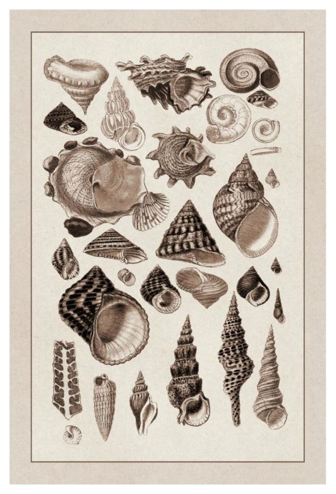 "Shells: Trachelipoda #3 (Sepia)" Digital Paper Print by G.B. Sowerby, 18"x26"