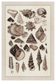 "Shells: Trachelipoda #3 (Sepia)" Digital Paper Print by G.B. Sowerby, 18"x26"