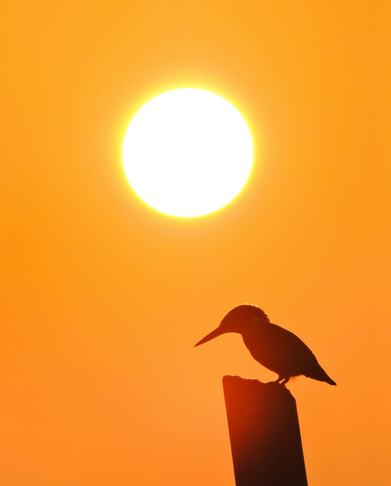 Kingfisher Bird Silhouette Sunset Animal Wildlife Photo Canvas Wall Art Prints, 18" X 24"