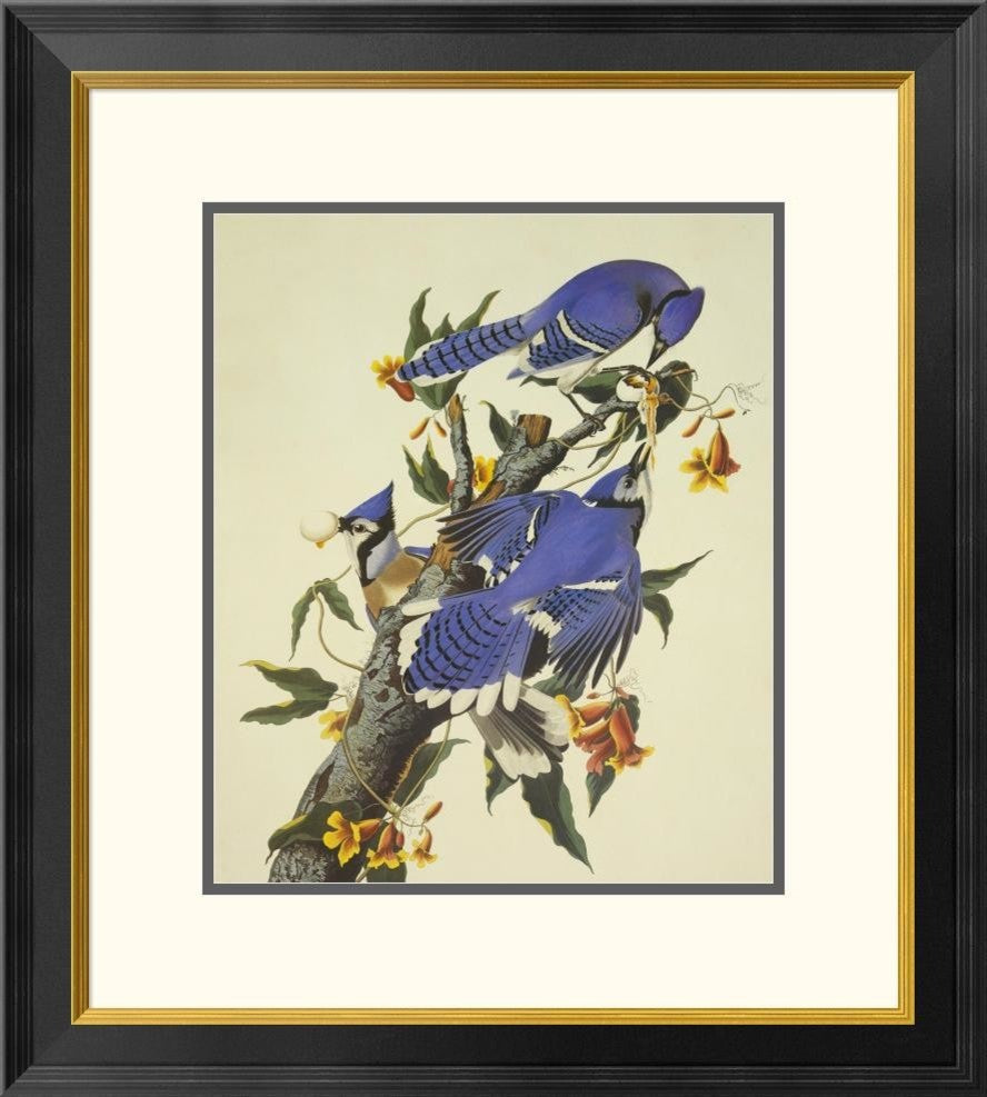 "Blue Jay" Framed Digital Print by John James Audubon, 24x26"
