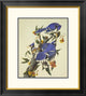 "Blue Jay" Framed Digital Print by John James Audubon, 24x26"