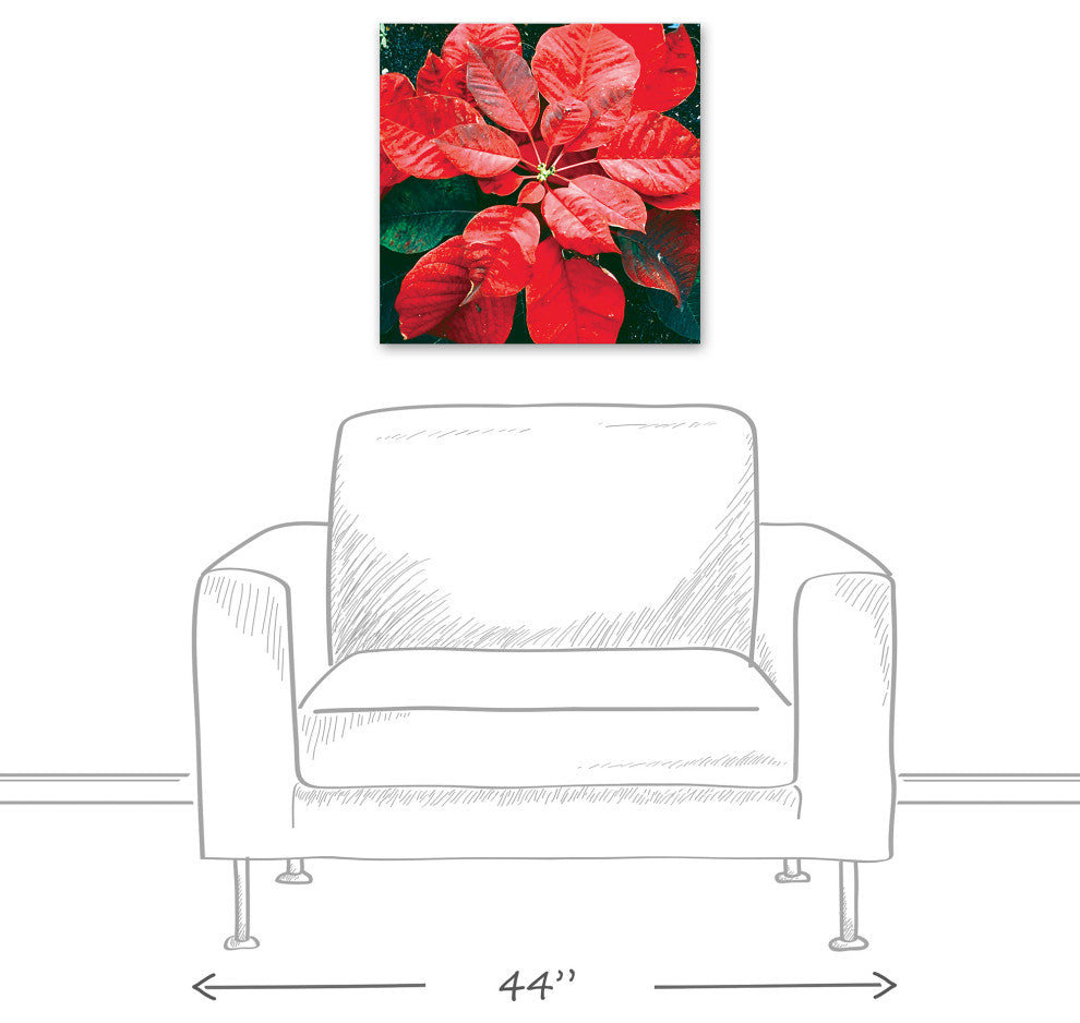 Pointsettia Close Up 2 20x20 Canvas Wall Art