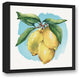 Lemons on the Vine with Blue Background 16x16 Black Floating Framed Canvas
