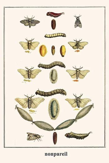 Puss Mouths, Silk Work Moths, - Gallery Wrapped Canvas Art 28" x 42"