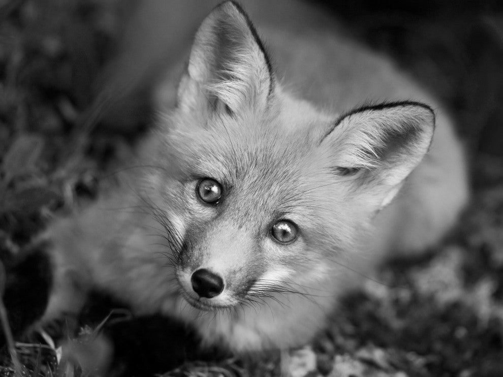 Young Red Fox Face Black and White Wildlife Photograph Canvas Wall Art Print, 12" X 16"