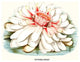 Lotus Flower - Water Lily- Gallery Wrapped Canvas Art 28" x 42"
