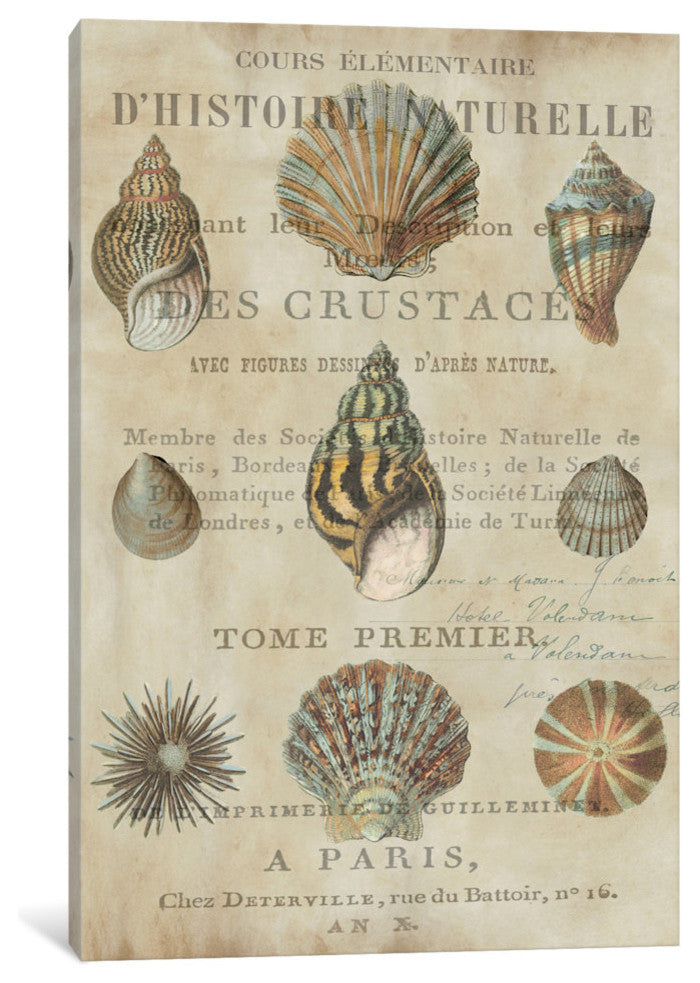 "Shell Collection I" by Deborah Devellier, Canvas Print, 40"x26"