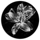 Beautiful Monochrome Alstroemeria Flower, Floral Round Wall Art, 11"