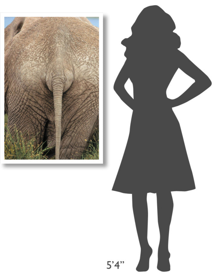 "African Elephant butt, Africa" Digital Paper Print by Tim Fitzharris, 26"x38"