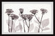 "Delicate Petals" Framed Painting Print