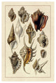 "Shells: Trachelipoda #5" Digital Paper Print by G.B. Sowerby, 34"x50"