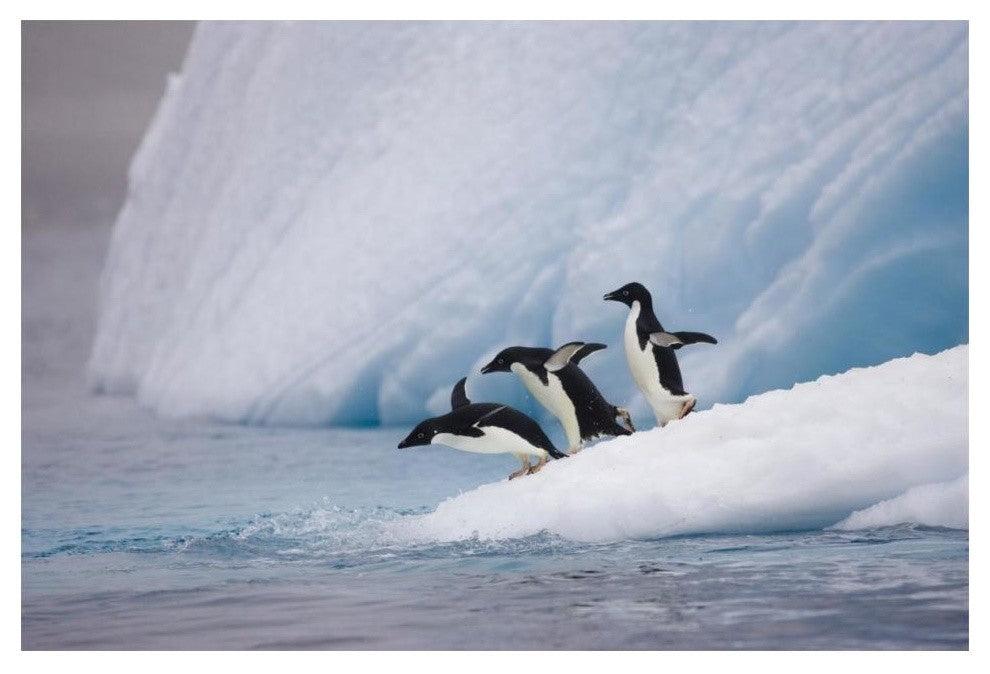 "Adelie Penguin trio diving off iceberg, Paulet Island" Paper Art, 20"x14"