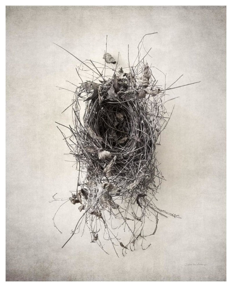 "Nest II" Digital Paper Print by Debra Van Swearingen, 30"x37"