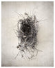 "Nest II" Digital Paper Print by Debra Van Swearingen, 30"x37"