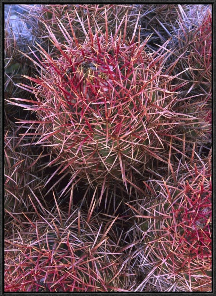 Cotton-Top Cactus Detail, Death Valley National Park, California, 18"x24"