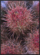 Cotton-Top Cactus Detail, Death Valley National Park, California, 18"x24"