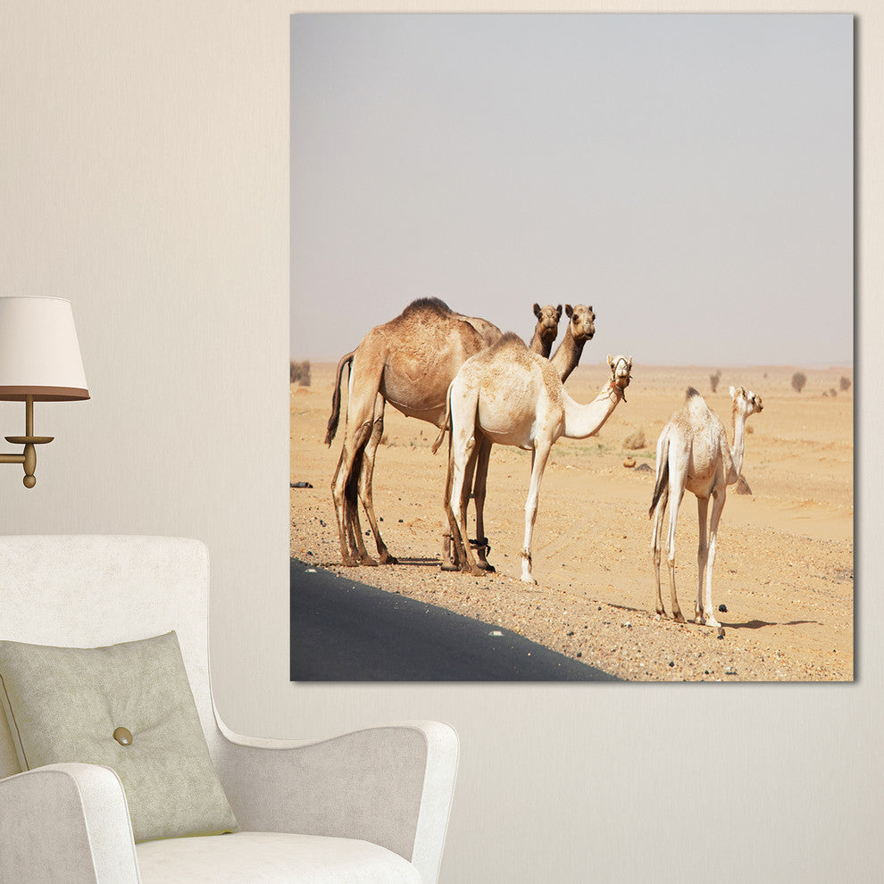 Camels in Sunny Sahara Desert, Animal Canvas Art Print, 30"x40"