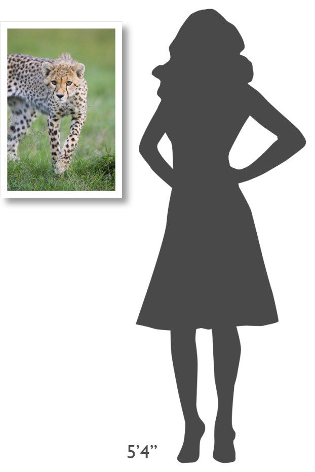 "Cheetah 6 month old cub, Masai Mara National Reserve, Kenya" Paper Art, 18"x26"