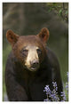 "Black Bear portrait, North America" Paper Print by Tim Fitzharris, 26"x38"