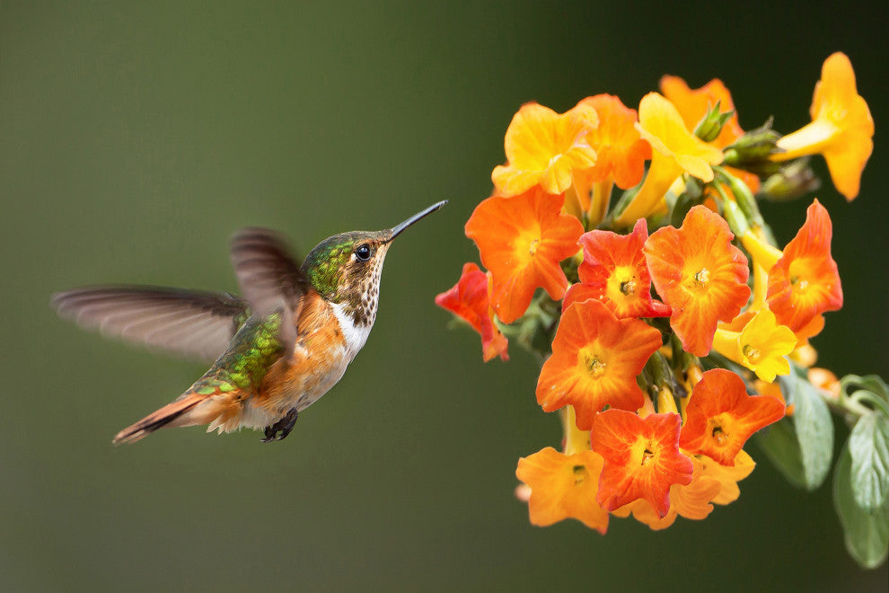 Hummingbird Little Yellow-Orange Flowers Wildlife Photo Canvas Wall Art Prints, 18" X 24"