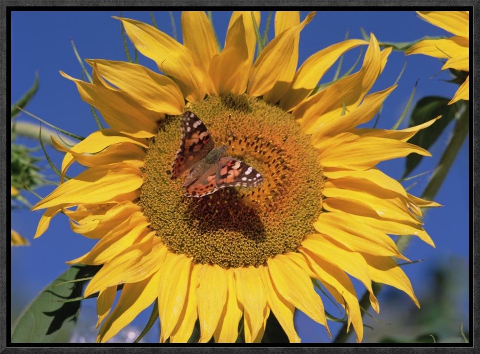 "Painted Lady butterfly on sunflower, New Mexico"  by Tim Fitzharris, 17x13"