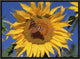 "Painted Lady butterfly on sunflower, New Mexico"  by Tim Fitzharris, 17x13"