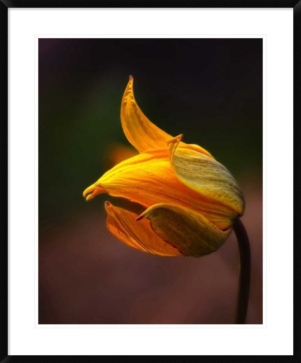 "Shine" Framed Digital Print by Kent Mathiesen, 31x38"