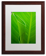 PIPA Fine Art 'Leaves Canna Lily' Matted Framed Art, 20x16