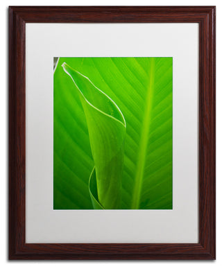 PIPA Fine Art 'Leaves Canna Lily' Matted Framed Art, 20x16