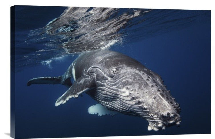 "Humpback Whale" Stretched Canvas Giclee by Barathieu Gabriel, 24"x16"