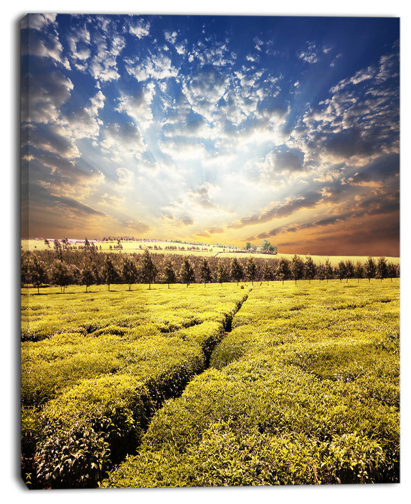 Tea Plantation under Cloudy Sky, Landscape Wall Art on Canvas, 30"x40"