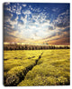 Tea Plantation under Cloudy Sky, Landscape Wall Art on Canvas, 30"x40"