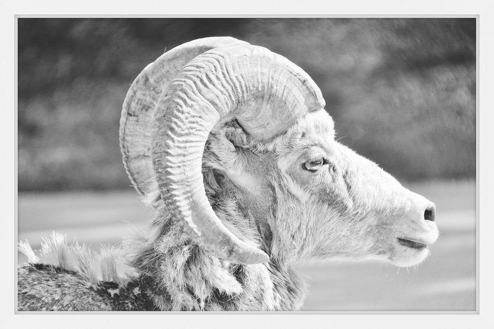 Marmont Hill, "Ram Profile 2" Framed Painting Print, 30x20