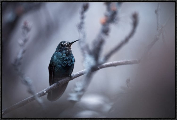"Electrical Blue" Framed Canvas Giclee by Fabien Bravin, 31x21"