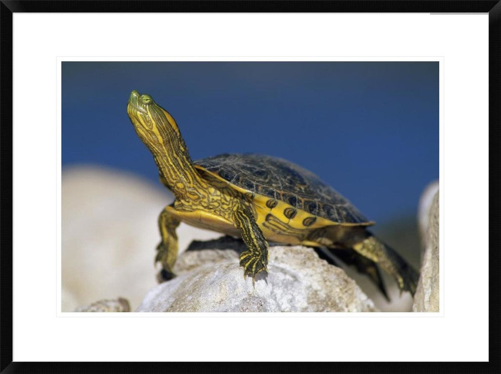 Yellow-Bellied Slider Turtle, Portrait, On Rock, North America, 30"x22"
