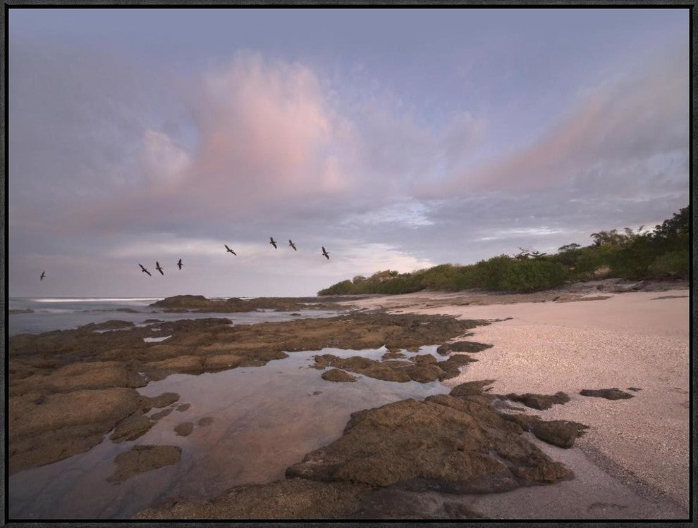 Pelicans Over Playa Langosta, Guanacaste, Costa Rica, 32"x24"